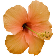 Beautiful orange hibiscus flower with intricate details on a white background showcasing nature's artistry