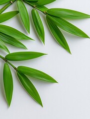 A photostock of vibrant green bamboo leaves layered artistically, casting delicate shadows on a clean white background, natural and serene, High Quality