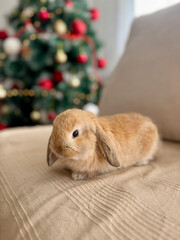 Adorable Little Bunny at Home