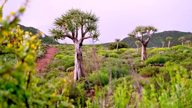 Slider shot reveals drought tolerant Quiver trees Aloe dichotoma in half-desert