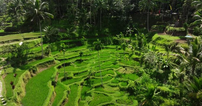 Aerial dolly above Ubud rice terraces in Bali, Indonesia, with vibrant greenery and layered fields, tall rice greenery