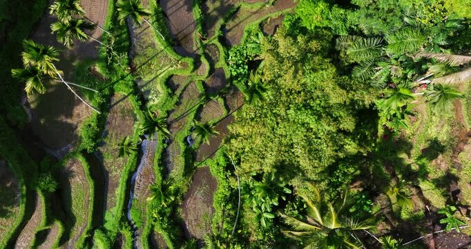 Scenic aerial top down pan across Bali&rsquo;s Ubud rice terraces with vibrant green fields under cloudy skies