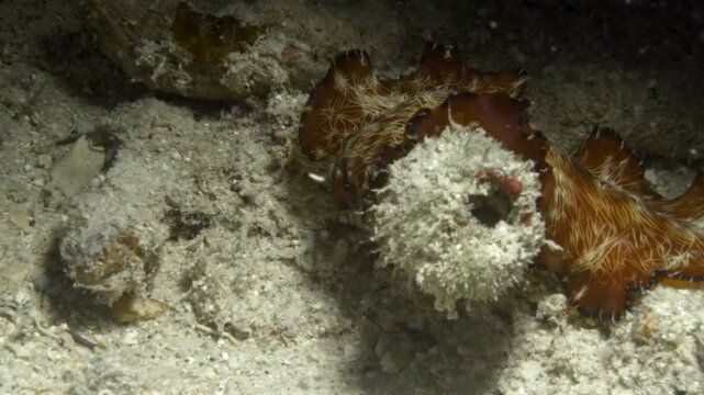 A magnificent Lighting worm (Pseudobiceros fulgor) navigates through the ocean's floor of scattered debris.