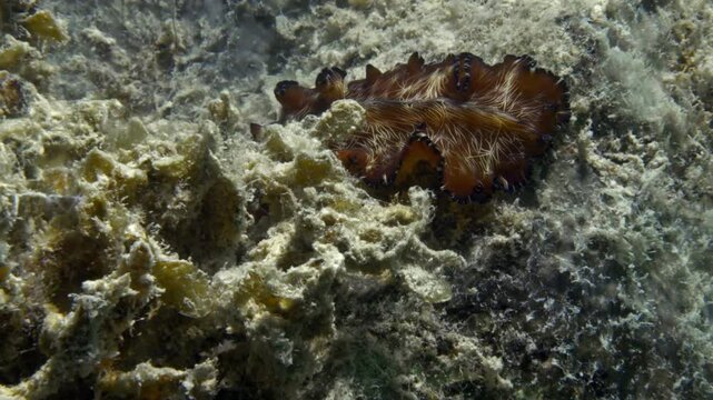 A lovely Lighting flatworm (Pseudobiceros fulgor) suddenly appears from beneath an algae on the grey and mucky ocean floor.