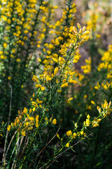 Macro d'ajoncs dans la forêt des Landes de Gascogne