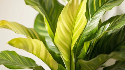 Obraz premium Ornamental banana plant showcases the beauty of Calathea Lutea with its striking foliage and unique patterns. This ornamental banana plant adds elegance to any indoor or outdoor space.
