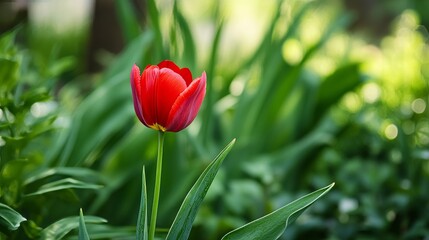 Naklejka premium A single red tulip with a soft focus background of green foliage, minimalist shot, Nature's simplicity style
