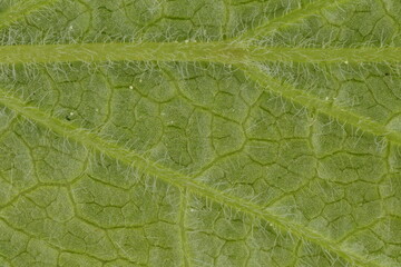 Red Currant (Ribes rubrum). Leaf Detail Closeup