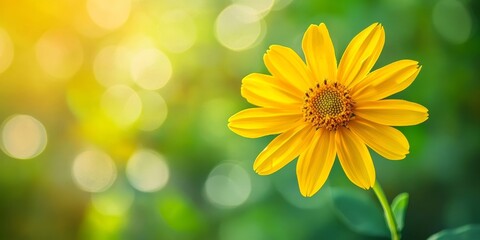 Blurry background featuring a vibrant yellow flower showcases shallow depth of field and beautiful bokeh effects, emphasizing the high contrast between the yellow flower and its surroundings.