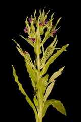 Hound's-Tongue (Cynoglossum officinale). Habit