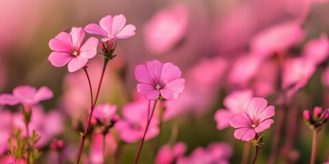 Obraz premium A serene soft focus captures the beauty of pink sorrel flowers blooming abundantly in a vibrant field during spring, highlighting the delicate charm of these pink sorrel flowers.