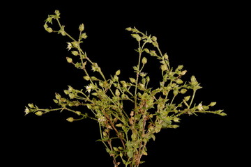 Thyme-Leaf Sandwort (Arenaria serpyllifolia). Habit