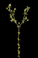 Thyme-Leaf Sandwort (Arenaria serpyllifolia). Habit