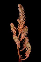 Reflexed Stonecrop (Petrosedum rupestre). Vegetative Shoot Closeup