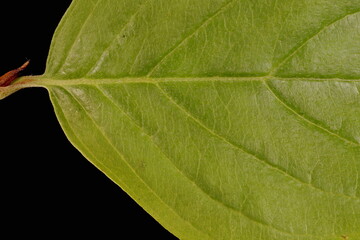 Cornelian Cherry (Cornus mas). Leaf Detail Closeup
