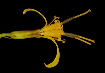 Przewalski's Leopardplant (Ligularia przewalskii). Flowering Capitulum Closeup