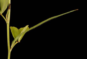 Fenugreek (Trigonella foenum-graecum). Immature Fruit Closeup