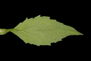 Orange Coneflower (Rudbeckia fulgida). Basal Leaf Closeup