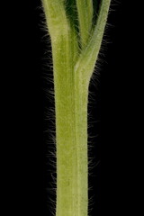 Flax-Leaf Fleabane (Erigeron bonariensis). Stem Section Closeup