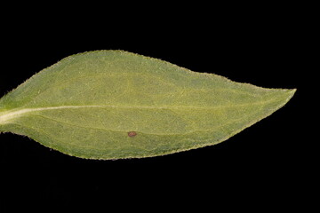 Orange Coneflower (Rudbeckia fulgida). Cauline Leaf Closeup