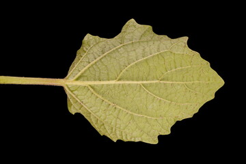 Husk Tomato (Physalis pubescens). Leaf Closeup