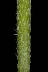 Sea Plantain (Plantago maritima). Inflorescence Peduncle Section Closeup
