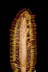 Clasping Coneflower (Rudbeckia amplexicaulis). Fruiting Capitulum Cross Section Closeup