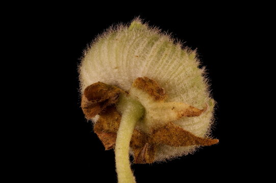 Hollyhock (Alcea rosea). Immature Fruit Closeup