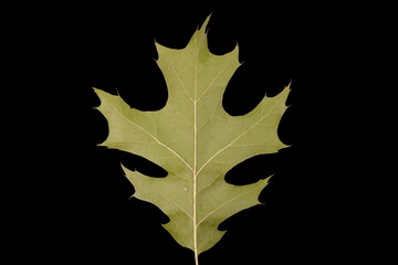 Northern Red Oak (Quercus rubra). Leaf Closeup