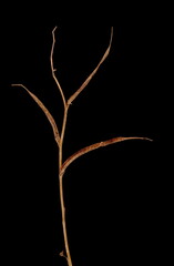Fenugreek (Trigonella foenum-graecum). Mature Fruit Closeup