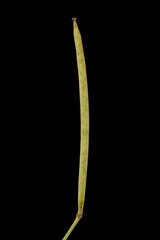 Perennial Wall-Rocket (Diplotaxis tenuifolia). Mature Fruit Closeup