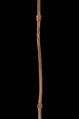 Trumpet Vine (Campsis radicans). Wintering Twig Closeup