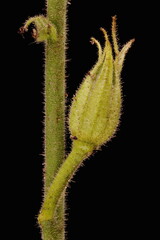 Sweet Tobacco (Nicotiana alata). Immature Fruit Closeup