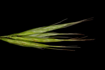 Broom Brome (Bromus scoparius). Fascicled Spikelets Closeup