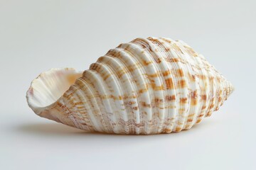 Obraz premium Seashell set on a pure white background without any additional features or details
