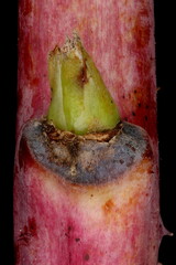 Raspberry (Rubus idaeus). Lateral Bud Closeup