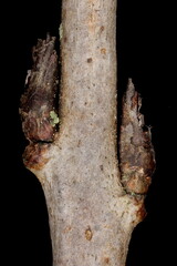 Buckthorn (Rhamnus cathartica). Lateral Buds Closeup