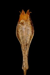Maltese Cross (Silene chalcedonica). Fruiit Closeup