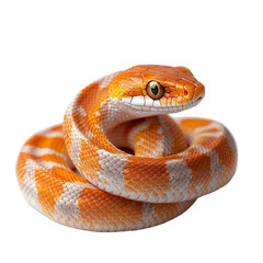 Obraz premium Angled view full body shot of a hyperrealistic Corn Snake animal isolated on a white transparent background