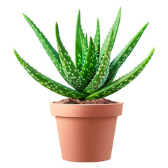Aloe Vera a fresh green aloe vera with a slice isolated on a transparent background. Ai generative