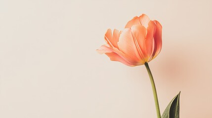A single soft coral tulip isolated against a muted cream background, close-up shot, Minimalist style