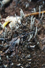 Fungus Xylaria Polymorpha, commonly known as the mushroom of dead people, this fungus lives on a dead tree trunk