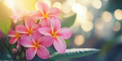 Selbstklebende Fototapeten Close up of a frangipani plumeria plant featuring vibrant pink flowers illuminated by window light, with a beautiful backyard bokeh effect captured at a shallow depth of field. © ShStock