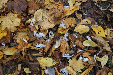 Feuilles et plumes d'oiseau dans un sous-bois en automne