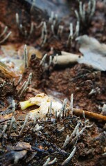 Fungus Xylaria Polymorpha, commonly known as the mushroom of dead people, this fungus lives on a dead tree trunk