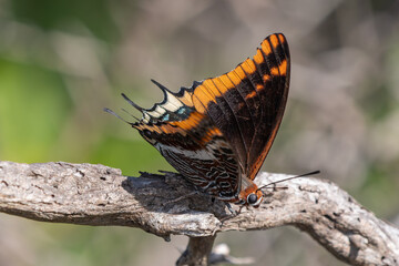 Erdbeerbaumfalter (Charaxes jasius)