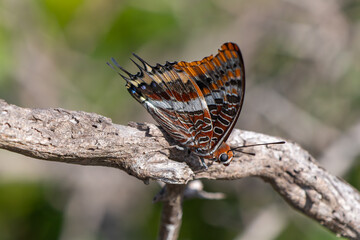Erdbeerbaumfalter (Charaxes jasius) auf einem Ast