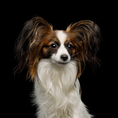 A breathtaking portrait of a gorgeous Papillon dog that highlights its fluffy coat and its expressive, on black background