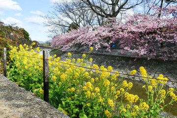 京都 淀水路の菜の花と河津桜　春イメージ