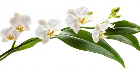 Isolated against a white backdrop, fragile white orchid blossoms accompanied by vibrant green leaves create a striking visual contrast.